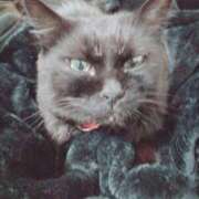 ヒメ日記 2025/03/10 23:46 投稿 みさと ギン妻パラダイス 十三店