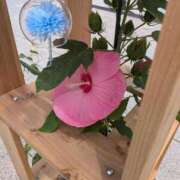 ヒメ日記 2025/07/12 23:27 投稿 風花【ふうか】 輝女