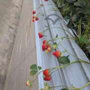 ヒメ日記 2026/04/13 22:28 投稿 風花【ふうか】 輝女