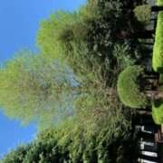 ヒメ日記 2025/04/16 10:05 投稿 ゆきな 西川口淑女館