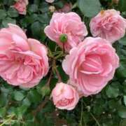 ヒメ日記 2025/05/26 07:30 投稿 三井りな お色気物語（横浜ハレ系）