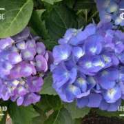 ヒメ日記 2025/06/05 07:30 投稿 三井りな お色気物語（横浜ハレ系）