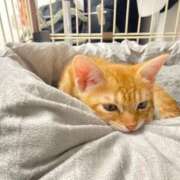 ヒメ日記 2025/07/24 16:46 投稿 のどか あなたの願望即！叶えます～本格的夜這い痴漢専門店～