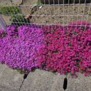 りか つぶやき タレント倶楽部Around40