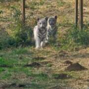 ヒメ日記 2025/01/08 12:32 投稿 さゆり ニューヨークニューヨーク