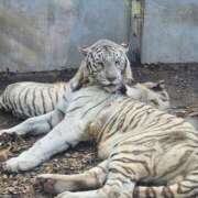 ヒメ日記 2025/01/08 19:08 投稿 さゆり ニューヨークニューヨーク