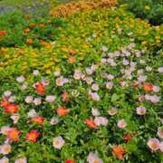 ヒメ日記 2025/08/20 12:42 投稿 さゆり ニューヨークニューヨーク