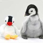 ヒメ日記 2025/11/08 19:01 投稿 さゆり ニューヨークニューヨーク