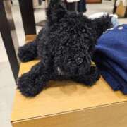 ヒメ日記 2026/03/25 08:12 投稿 さゆり ニューヨークニューヨーク