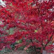 ヒメ日記 2025/12/03 00:00 投稿 るみな MIKADO