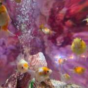 ヒメ日記 2025/08/19 08:58 投稿 しえる 湯房 湯島御殿