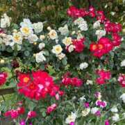 ヒメ日記 2025/11/07 15:05 投稿 しえる 湯房 湯島御殿