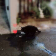 ヒメ日記 2026/02/15 19:22 投稿 紗織 Lip Trip