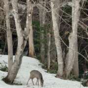 ヒメ日記 2025/04/15 09:22 投稿 あいり 脱がされたい人妻 春日部店