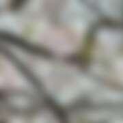 ヒメ日記 2026/04/07 11:39 投稿 さあや☆ 粋美　suibi