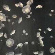 ヒメ日記 2024/12/19 10:54 投稿 こと 奥様の実話 なんば店