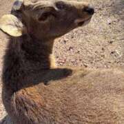 ヒメ日記 2025/12/25 19:06 投稿 こと 奥様の実話 なんば店