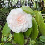 ヒメ日記 2026/03/05 22:13 投稿 こと 奥様の実話 なんば店