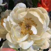 ヒメ日記 2025/05/27 07:35 投稿 ゆめ みこすり半道場 大阪店