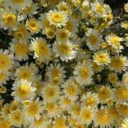 ヒメ日記 2025/07/22 07:35 投稿 ゆめ みこすり半道場 大阪店