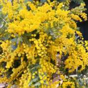 ヒメ日記 2026/03/08 07:02 投稿 ゆめ みこすり半道場 大阪店