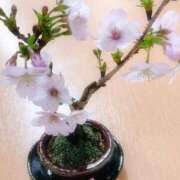 ヒメ日記 2025/04/06 11:45 投稿 ひかる ニューヨークニューヨーク