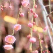 ヒメ日記 2026/03/06 12:00 投稿 ひかる ニューヨークニューヨーク