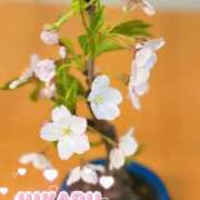 ヒメ日記 2026/04/03 13:00 投稿 ひかる ニューヨークニューヨーク