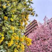 ヒメ日記 2025/03/16 13:10 投稿 ゆず ニューヨークニューヨーク