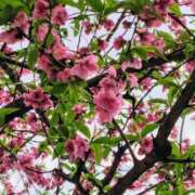 ヒメ日記 2025/03/30 19:17 投稿 ゆず ニューヨークニューヨーク