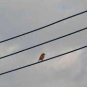 ヒメ日記 2025/07/16 07:59 投稿 ゆず ニューヨークニューヨーク