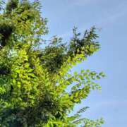 ヒメ日記 2025/07/20 15:32 投稿 ゆず ニューヨークニューヨーク