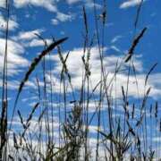 ヒメ日記 2025/11/12 08:06 投稿 ゆず ニューヨークニューヨーク