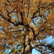 ヒメ日記 2025/12/03 08:15 投稿 ゆず ニューヨークニューヨーク