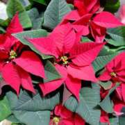 ゆず [お題]from:チョコ派さん ニューヨークニューヨーク