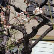 ヒメ日記 2026/02/22 10:47 投稿 ゆず ニューヨークニューヨーク