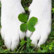 ゆず お疲れさまてました ニューヨークニューヨーク