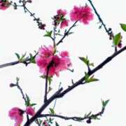 ゆず おはようございます ニューヨークニューヨーク