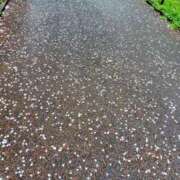 ヒメ日記 2026/04/01 16:43 投稿 ゆず ニューヨークニューヨーク