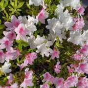 ヒメ日記 2026/04/19 08:07 投稿 ゆず ニューヨークニューヨーク