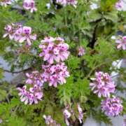 ヒメ日記 2026/04/29 08:12 投稿 ゆず ニューヨークニューヨーク