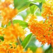 ヒメ日記 2025/09/20 09:19 投稿 さつき ニューヨークニューヨーク