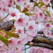 ヒメ日記 2025/02/28 15:13 投稿 名取 ニューヨークニューヨーク