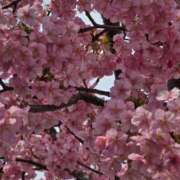 ヒメ日記 2025/03/15 23:10 投稿 名取 ニューヨークニューヨーク