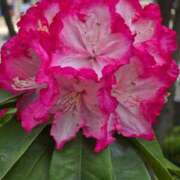 ヒメ日記 2025/04/11 15:50 投稿 名取 ニューヨークニューヨーク