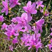 ヒメ日記 2025/04/12 23:14 投稿 名取 ニューヨークニューヨーク