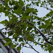 ヒメ日記 2025/04/13 13:38 投稿 名取 ニューヨークニューヨーク