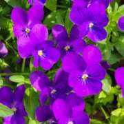 ヒメ日記 2025/04/20 19:08 投稿 名取 ニューヨークニューヨーク