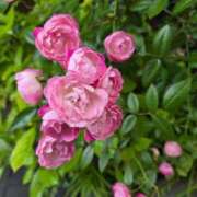 ヒメ日記 2025/05/17 18:01 投稿 名取 ニューヨークニューヨーク