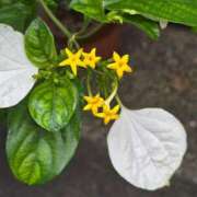 ヒメ日記 2025/05/31 23:22 投稿 名取 ニューヨークニューヨーク